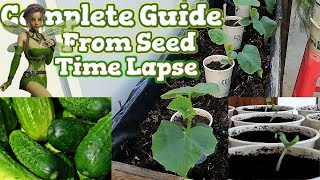 Growing Cucumbers from Seed Time Lapse  Containers Gardening [upl. by Santana]