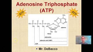 Adenosine Triphosphate ATP [upl. by Lisette33]